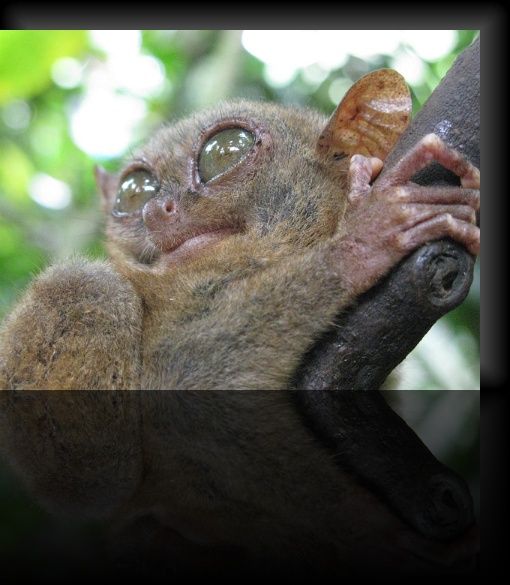 Bohol-Tarsier-09
